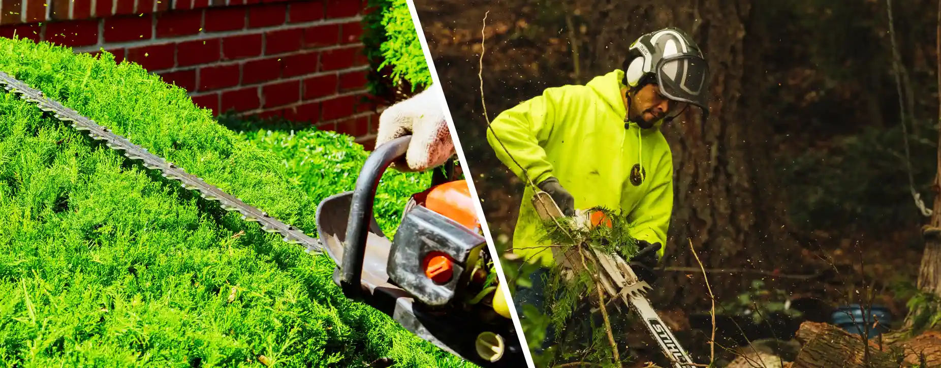 DIY Tree Trimming Guide for Homeowners | Tips & Techniques